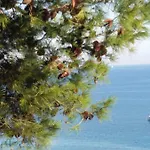 A Marina On Sanremo Seaside